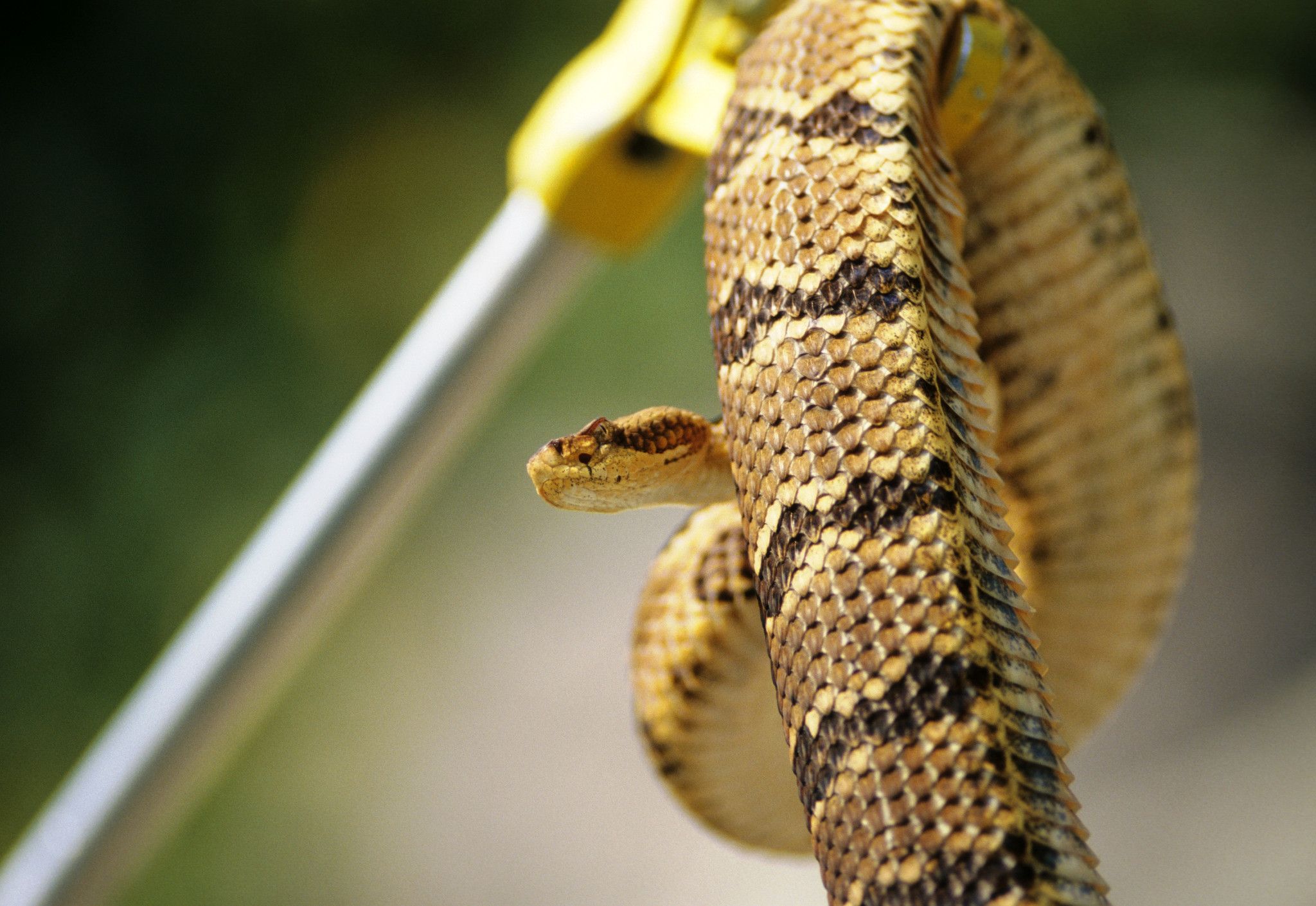 Great Snakes! Wisconsin DNR